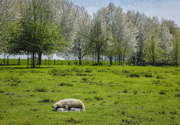 Sheep with lambs on the meadow