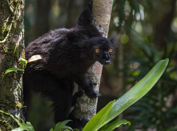 Black lemur
