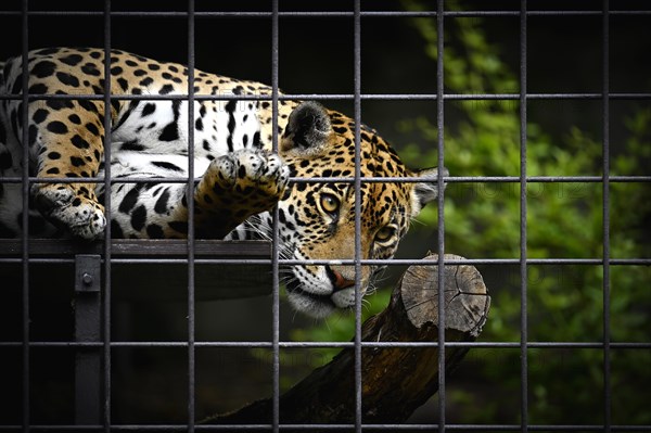 Jaguar