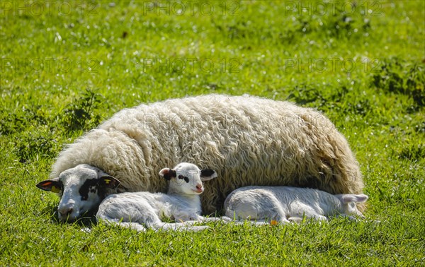 Sheep with lambs on the meadow