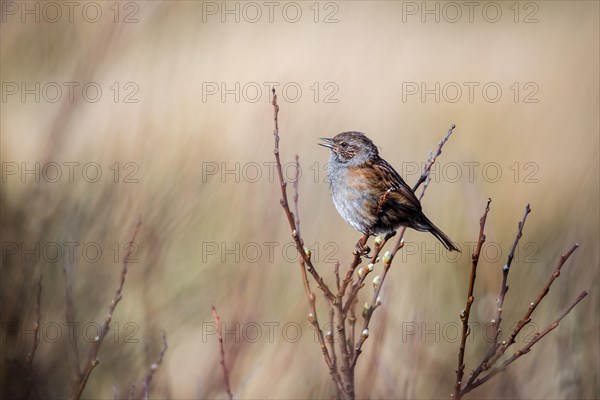 Dunnock