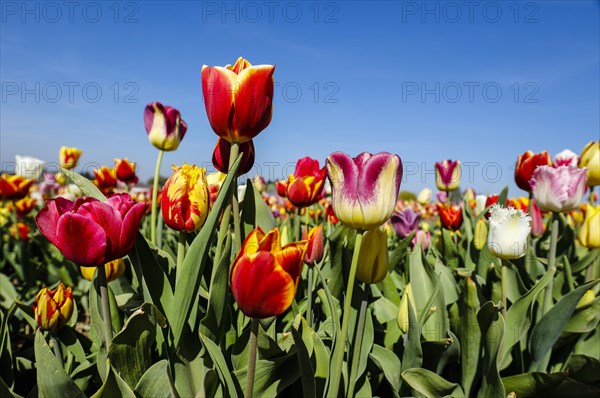 Tulips blooming in a tulip field