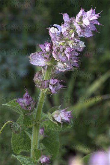 Flower of Clary