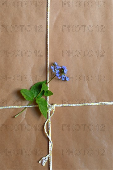Forget-me-not