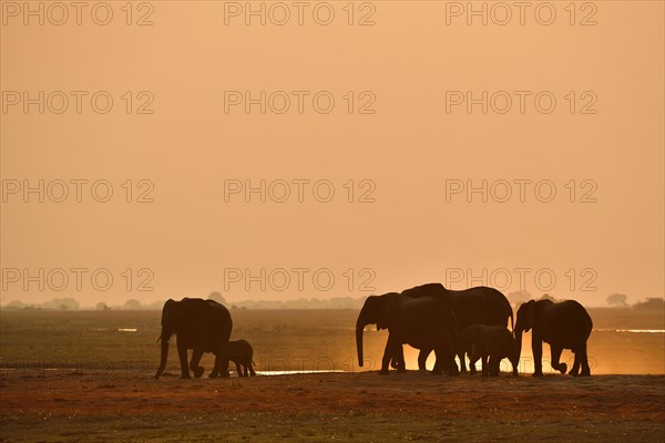 Herd of elephants