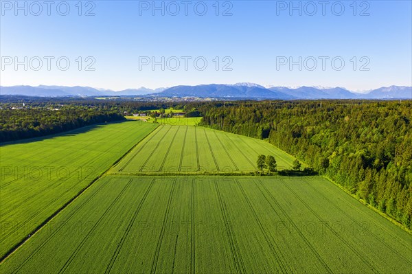 Grain fields