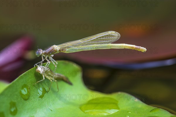 Common Winter Damselfly