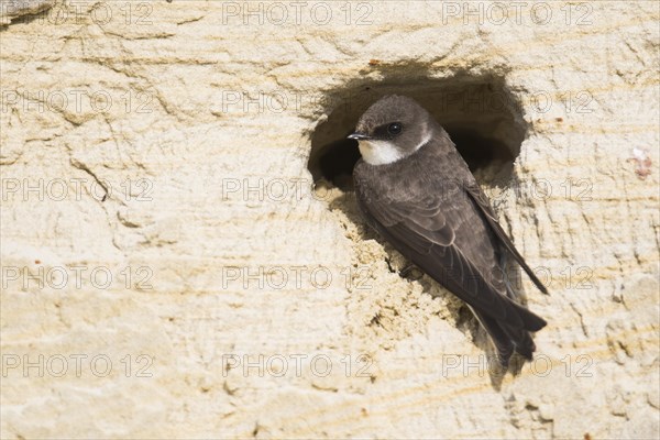 Sand Martin