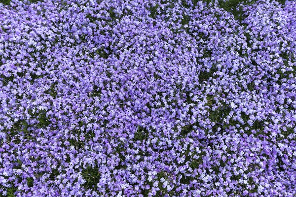 Lavender blue creeping phlox