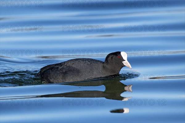 Common coot