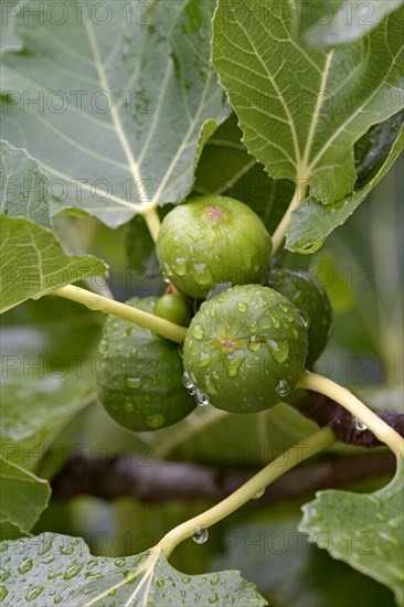 Ficus tree