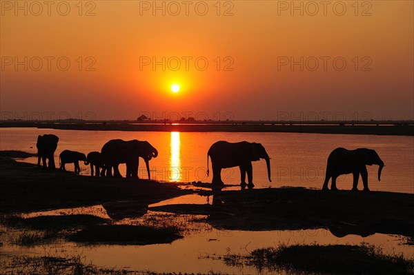 Elephants