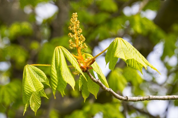 Horse chestnut