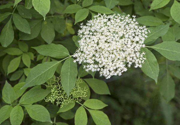 Inflorescence of black Elders