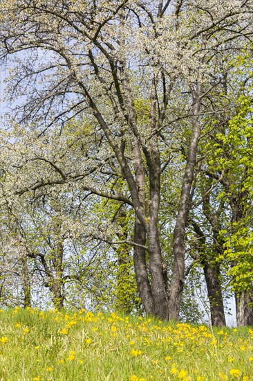 Wild tulips
