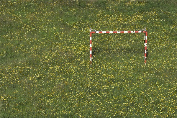 Meadow