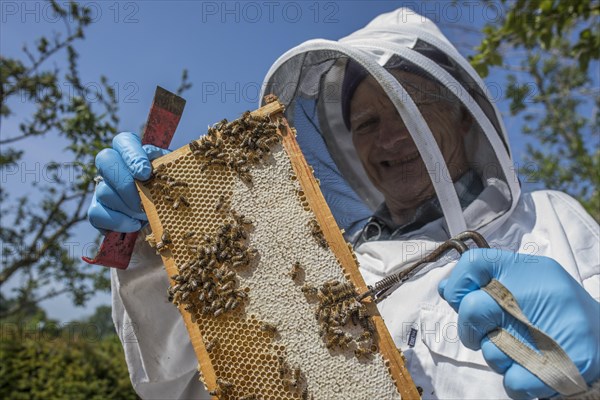 Beekeeper with protective suit controls honeyBees