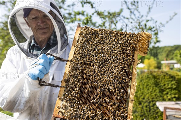 Beekeeper with protective suit controls honeyBees