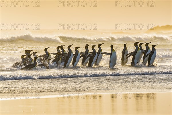 King penguins