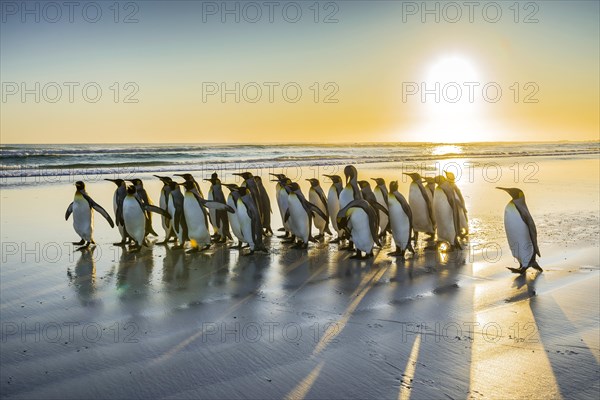 King penguins