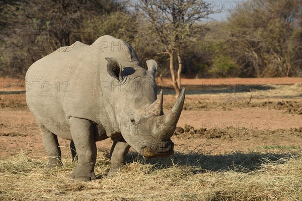 White rhinoceros