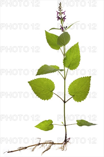 Hedge woundwort