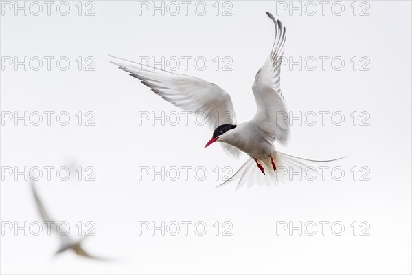 Arctic tern