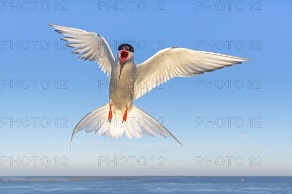 Arctic tern