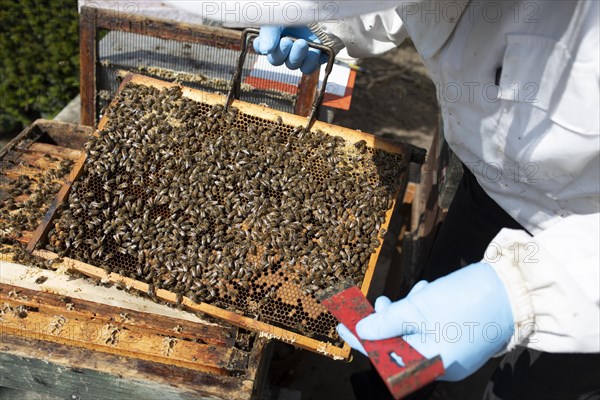 Beekeeper with protective suit controls honeyBees