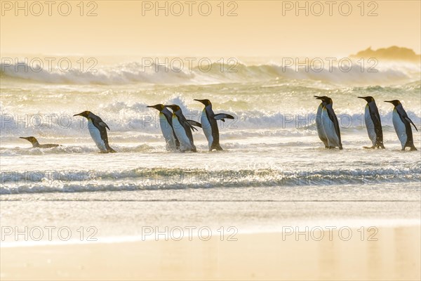 King penguins