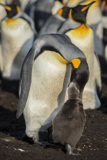King penguin