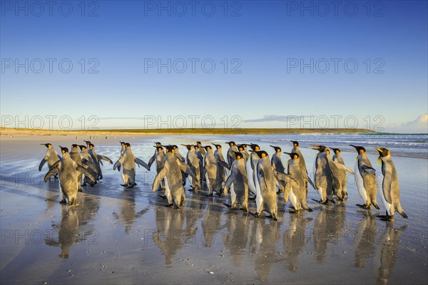 King penguins