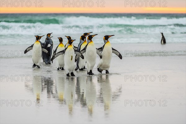 King penguins
