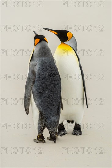 Two King penguins