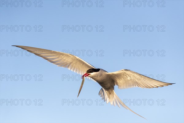 Arctic tern