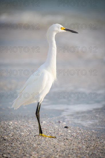 Little egret