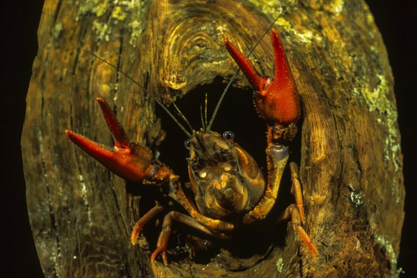 European Crayfish