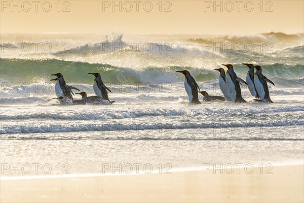 King penguins