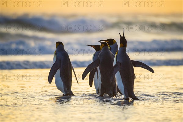 King penguins