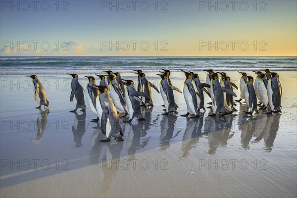 King penguins
