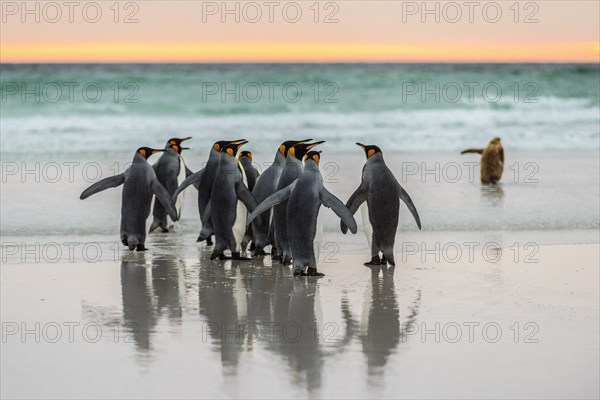 King penguins