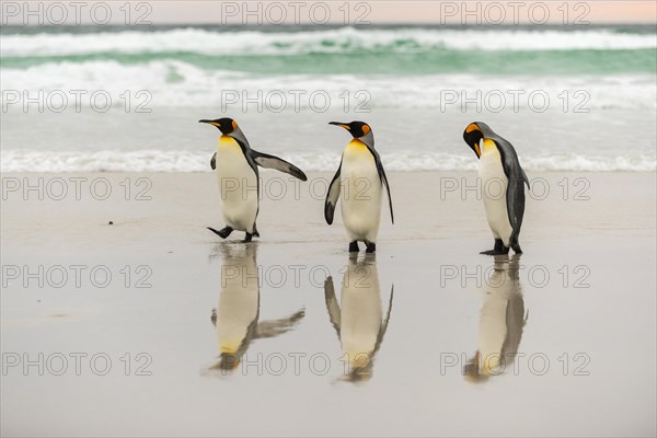 King penguins