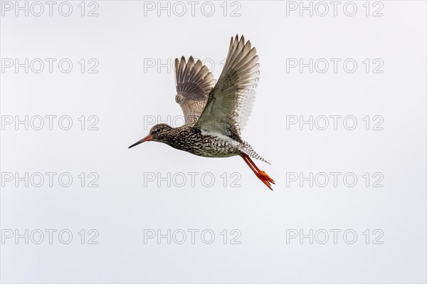 Common redshank