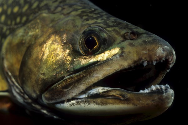 Brook Trout