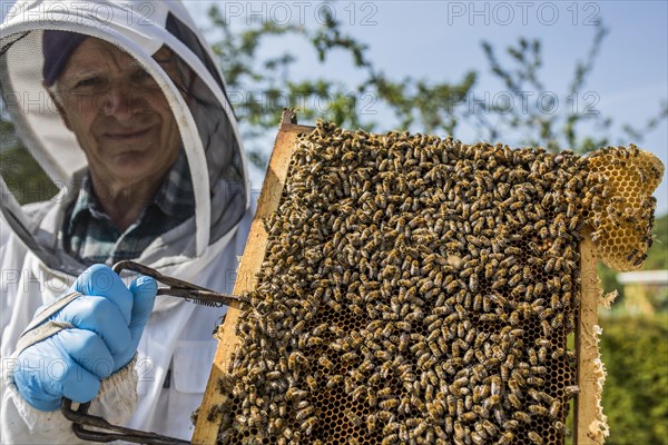 Beekeeper with protective suit controls honeyBees