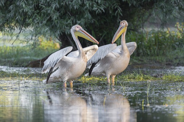 Two Great white pelicans