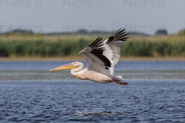 Great white pelican