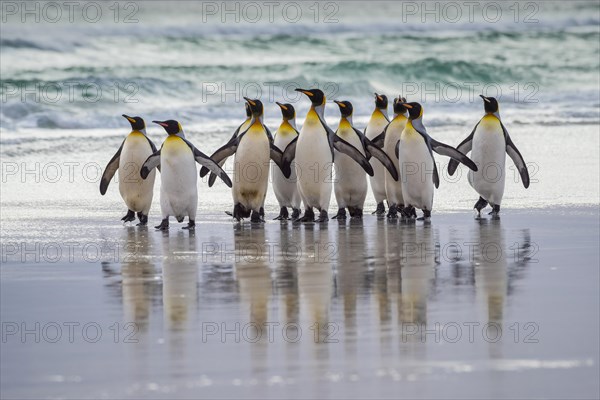 King penguins
