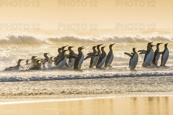 King penguins