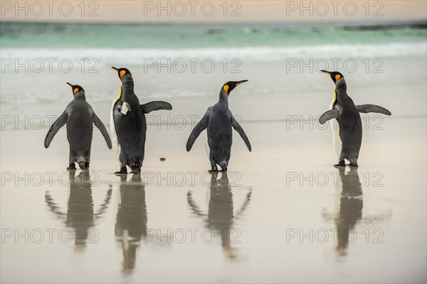 King penguins